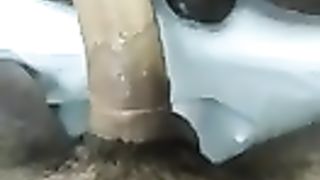 Mulata Splendid and nasty and highly busy