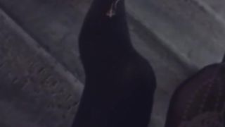 【月野ゆめ】服　人前女装露出オナニー　1