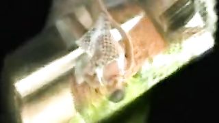 Trans da Sogno - Sequence two