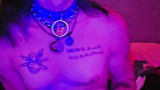 Fox chick plays and zaps! Tug my tail??