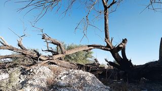 Dulce trans caliente con sandalias se desnuda en publico y monta tronco ancho pene caliente disfruta