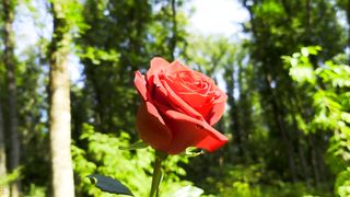 Mesmeriza_compilation_11_Island_of_Wishes_