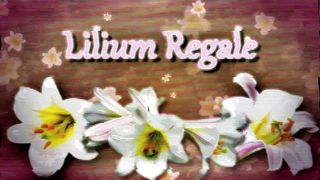 Trans Chick Spunk Compilation #two