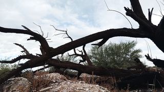 linda transgirl le gusta desnudarse en publico y montar tronco muy caliente