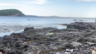 A Kitty on the rocks, shorepathg shenanigans in Club Harbor