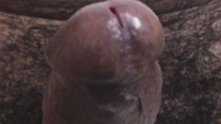 Magic Vibrator Edging to Hasmik Jerk Off Instructions with female precum!