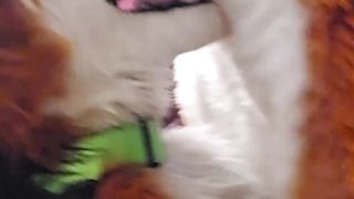 Hairy Teenage(+eighteen)Step Daughter-in-law learns to satisfy her Guy Mutt Parent