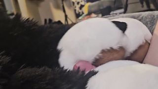 Hairy Teenage(+eighteen)Step Daughter-in-law learns to satisfy her Guy Mutt Parent