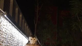 chinese big tits ladyboy walking in the park.