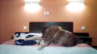 Bruce Willins and a bashful transgender damsel ass fucking bang-out