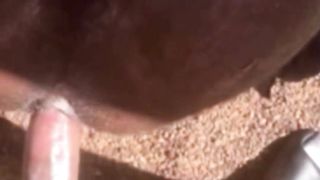 PLUNGING MY CORNHOLE WITH TRUNK